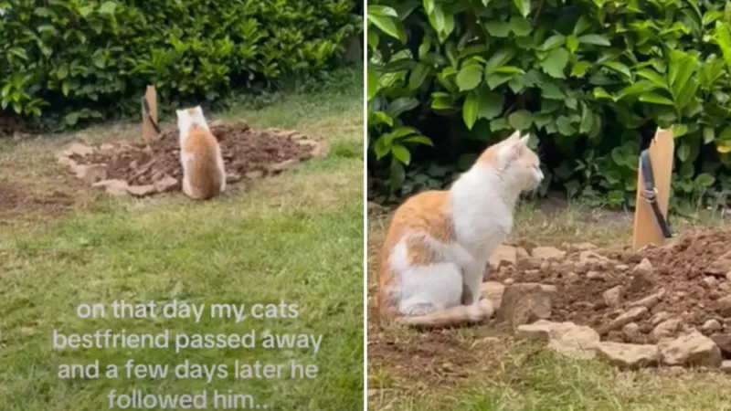 Cats