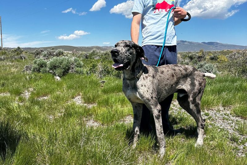 Great Dane