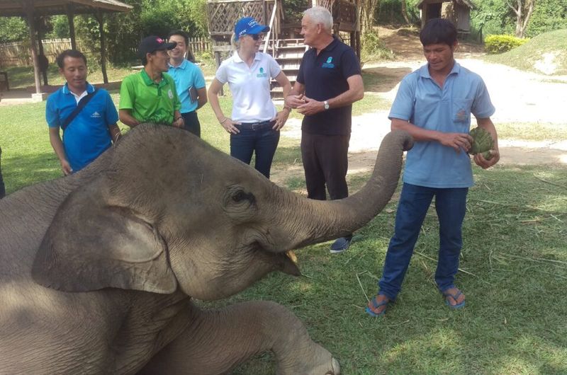 Elephant