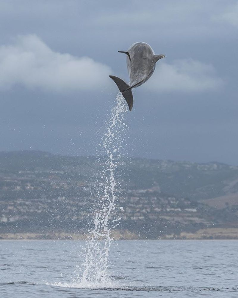 Dolphin