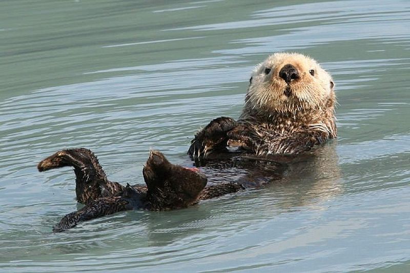 Sea Otter