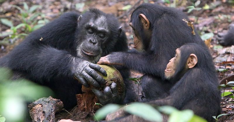 Chimpanzee