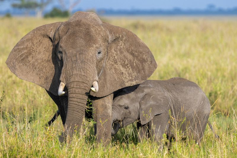 Elephant