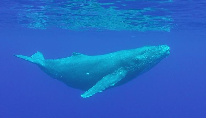 Blue Whale