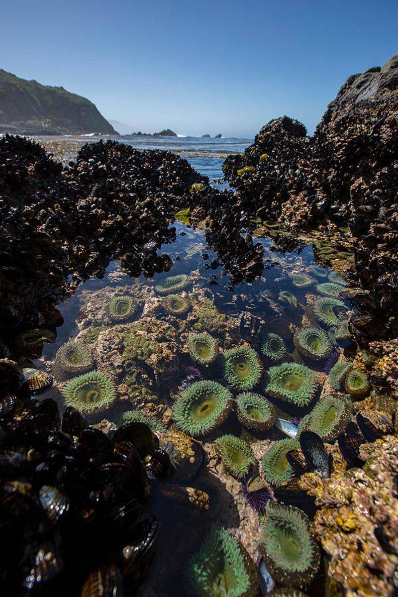 Sea Anemone