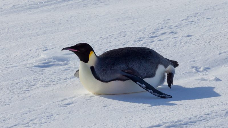 Penguin Tobboganing