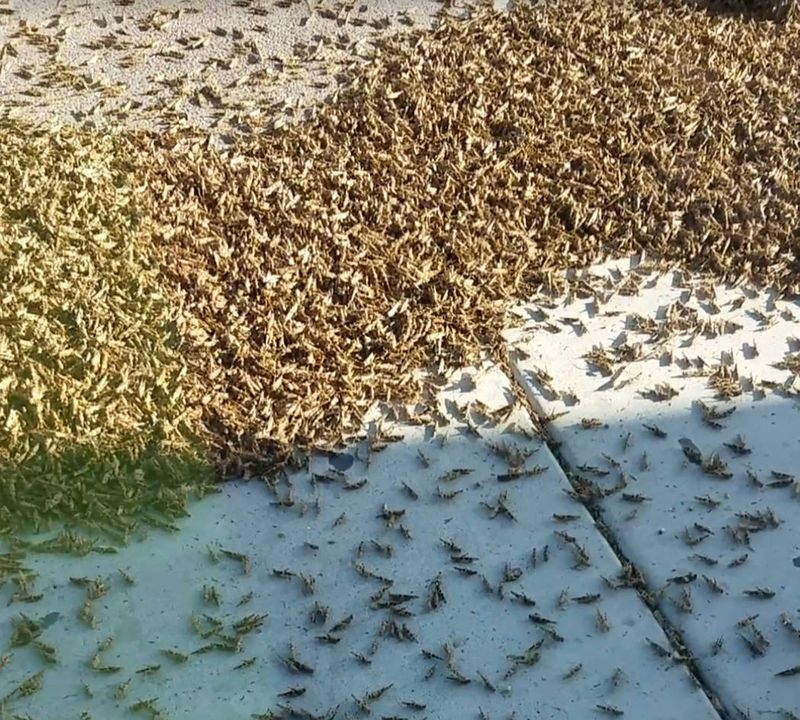 Insect Swarming Before Earthquakes