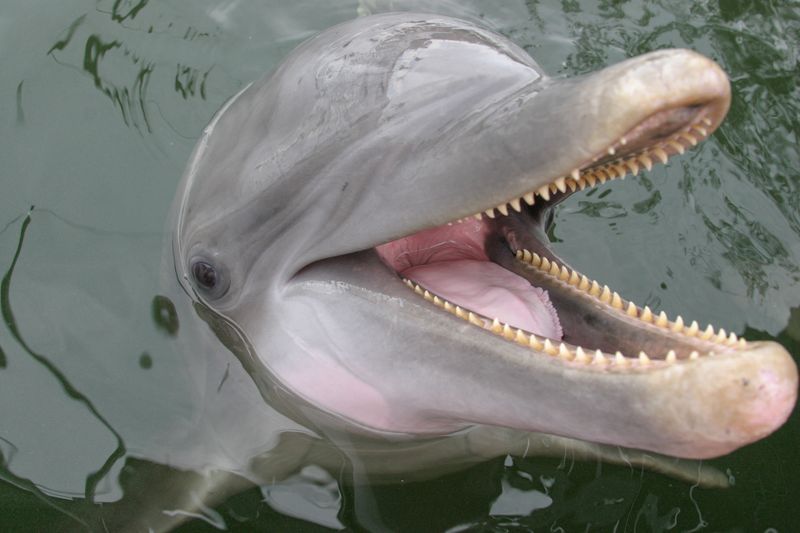 Dolphin