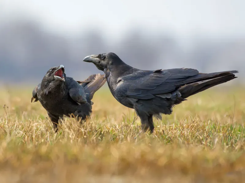 Raven