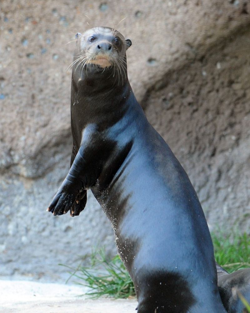 Giant River Otters