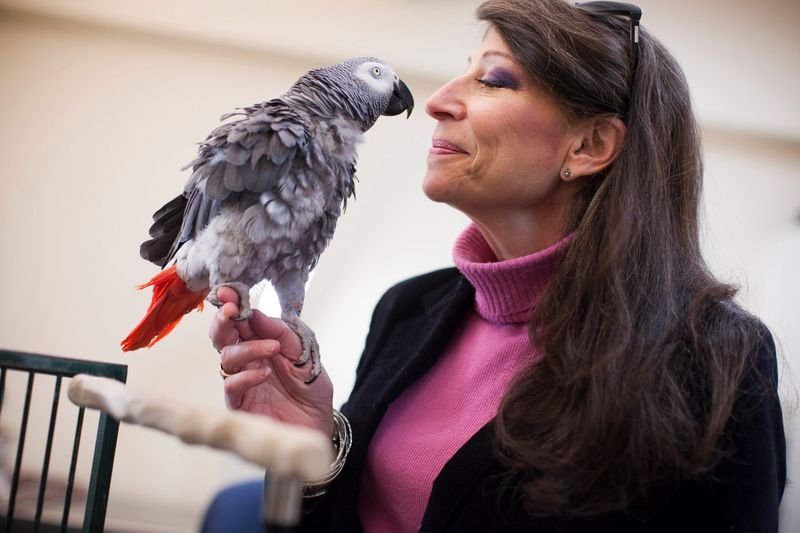Parrots (e.g., African Greys)