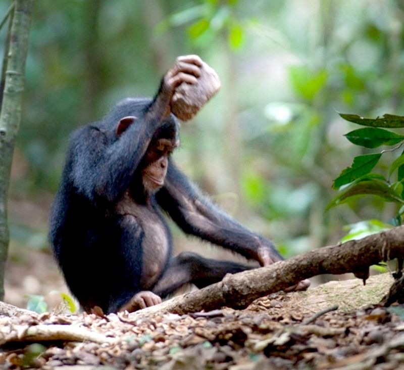 Chimpanzees' Tool Use