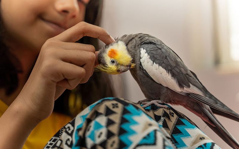 Parrots