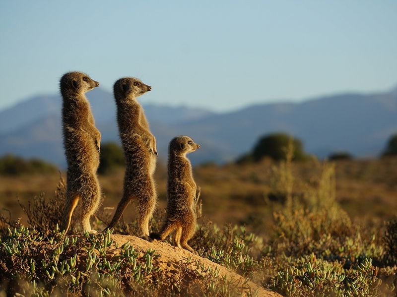 Meerkats