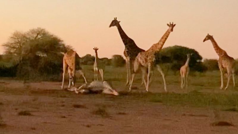 Giraffes