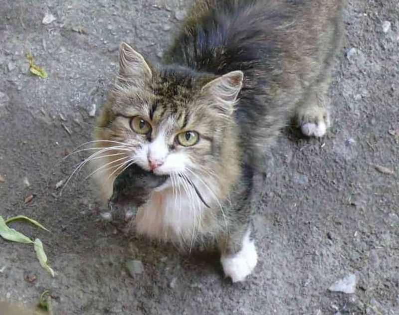 Cats Bringing Gifts