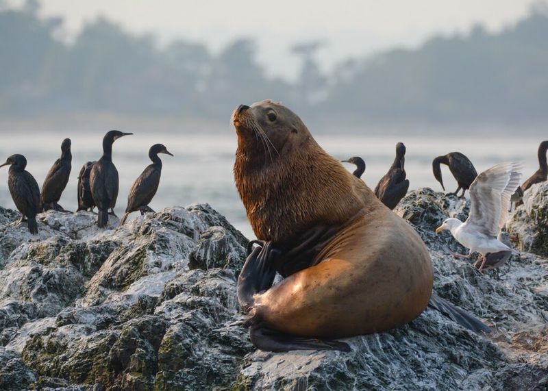 Seals and Sea Lions