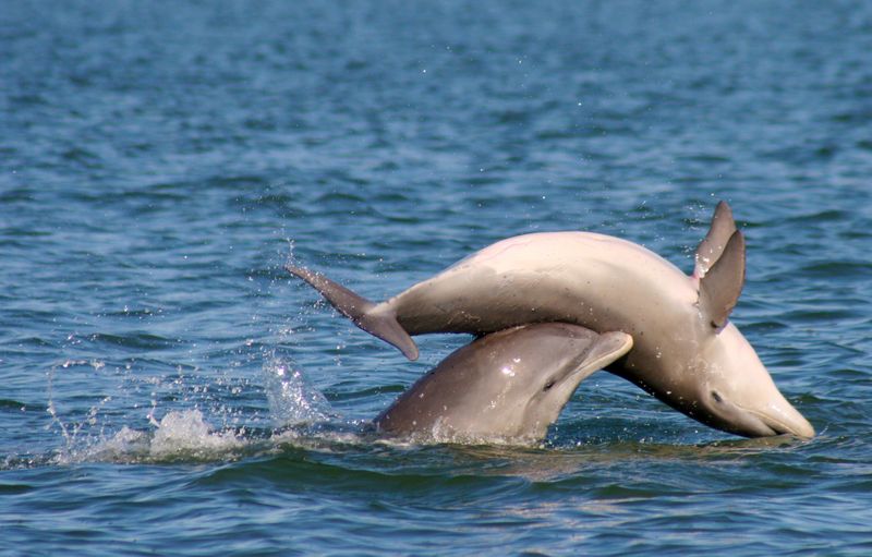 Dolphins