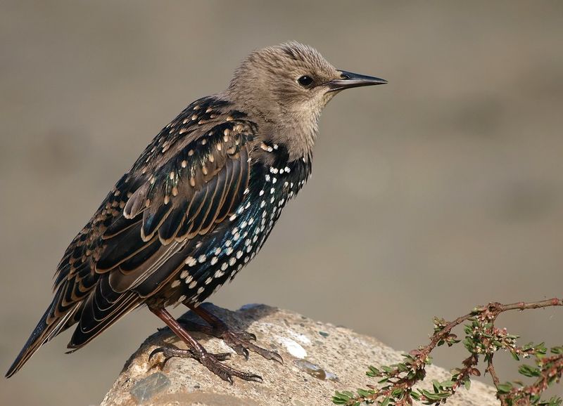 European Starlings
