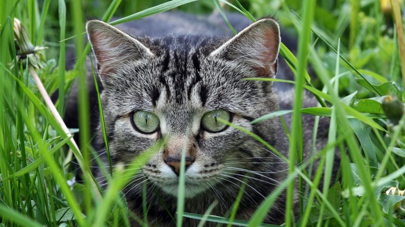 Domestic Cats