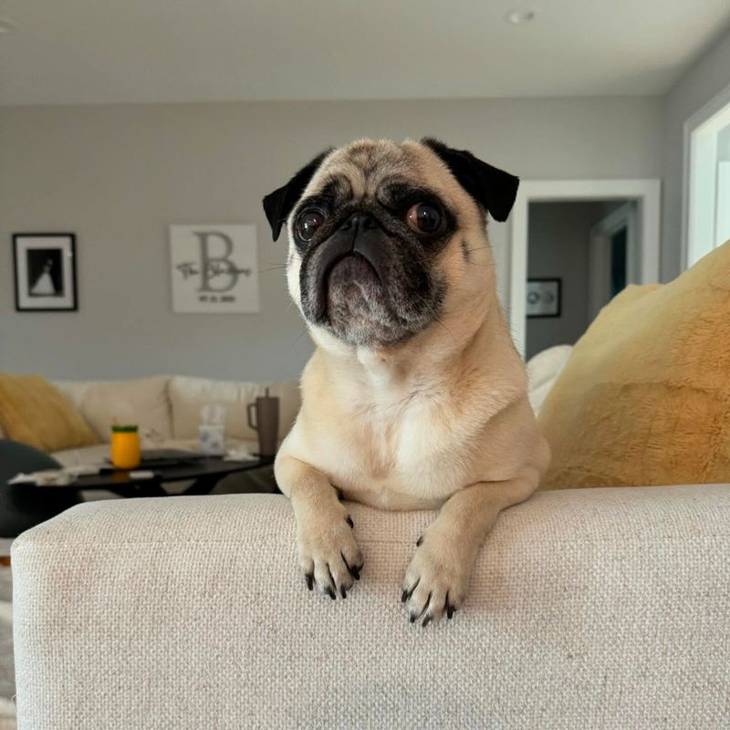 Pug