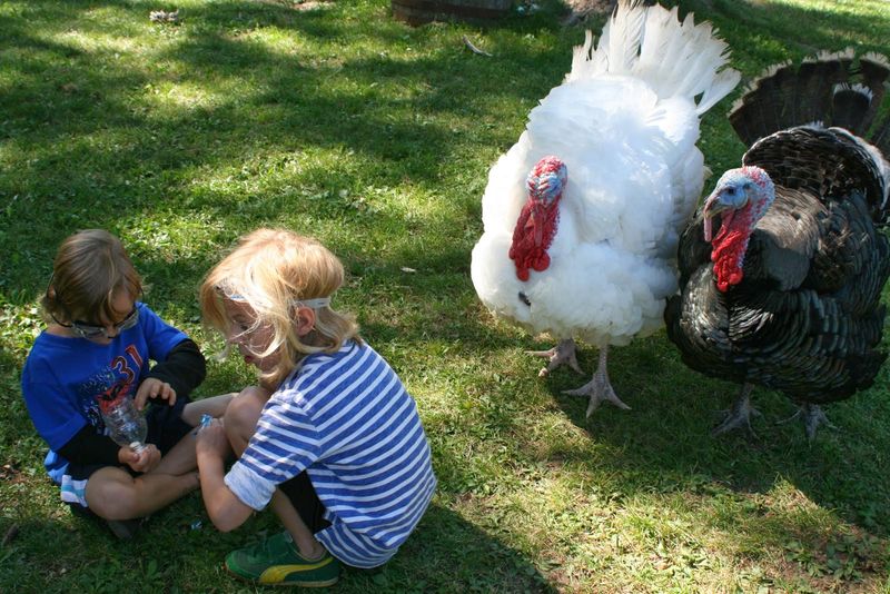 Turkeys