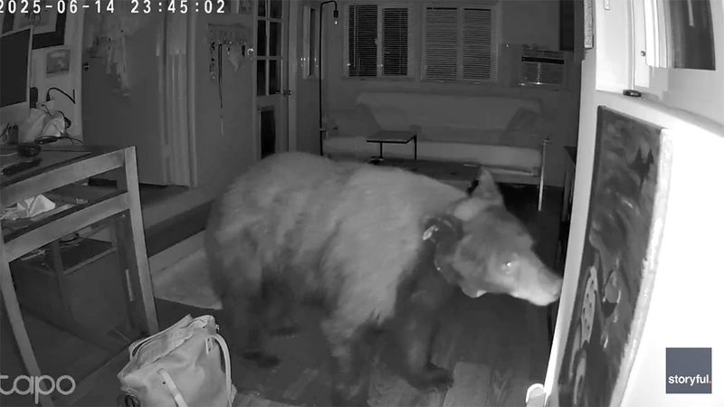 Bear's Unwanted Visit