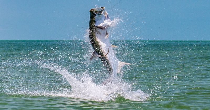 Tarpon