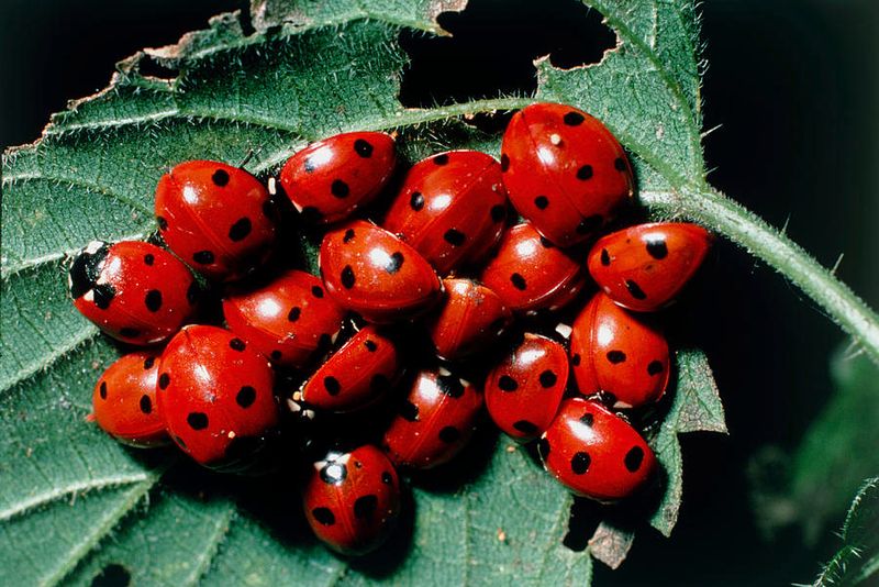 Ladybug