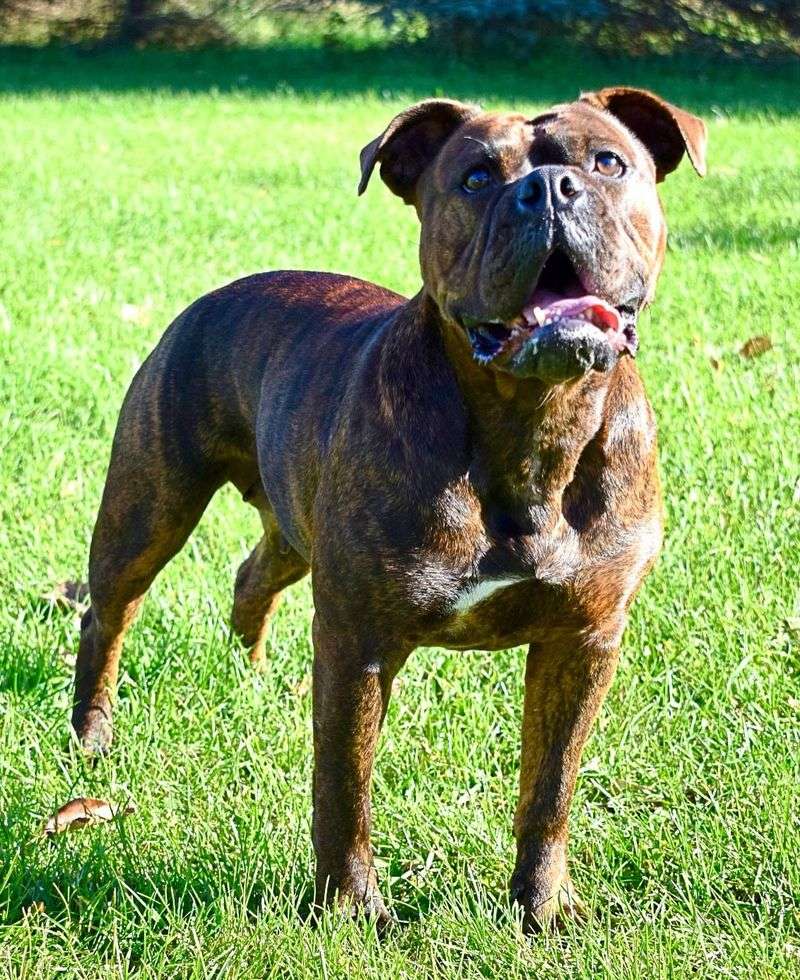 Leavitt Bulldog