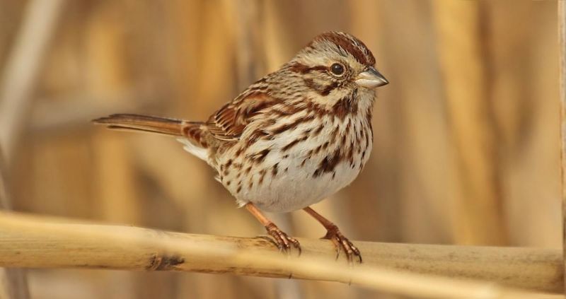 Song Sparrow