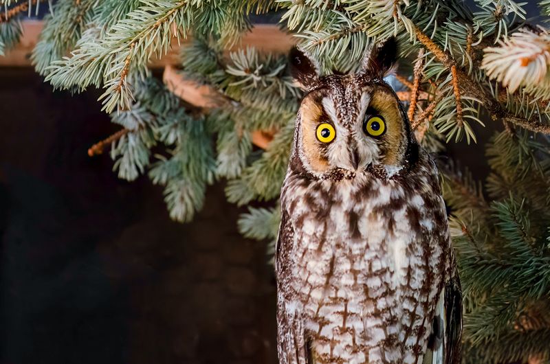 Owls