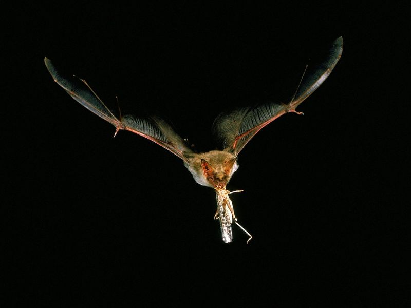 Bat