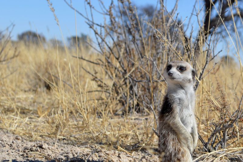 Meerkat