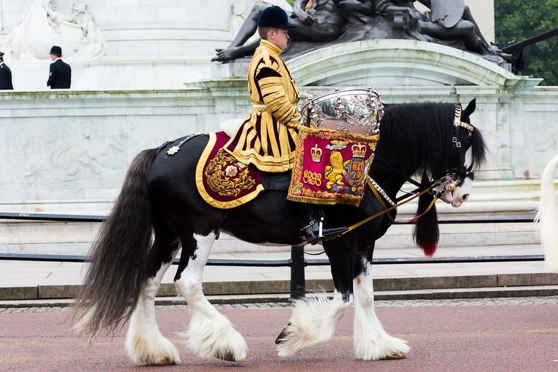 Drum Horse