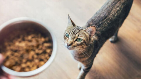 Dry Cat Food: Pros and Cons Every Cat Owner Should Know - Exploring Animals