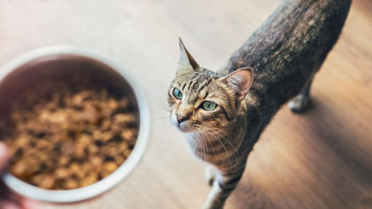 Dry Cat Food: Pros and Cons Every Cat Owner Should Know