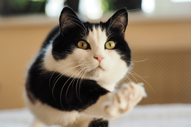 Figaro