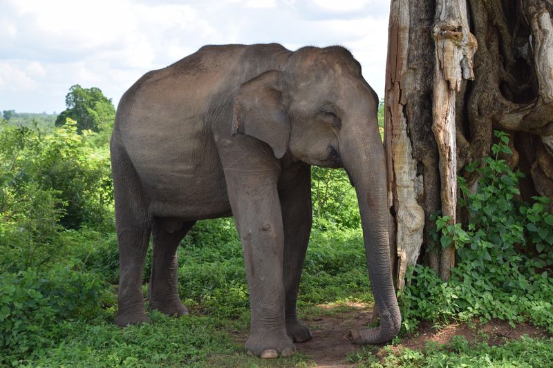 Elephant