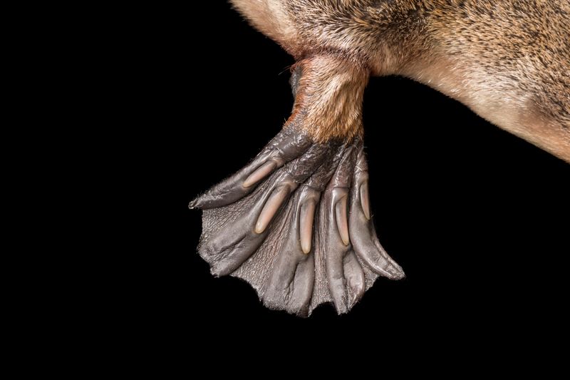 Webbed Feet