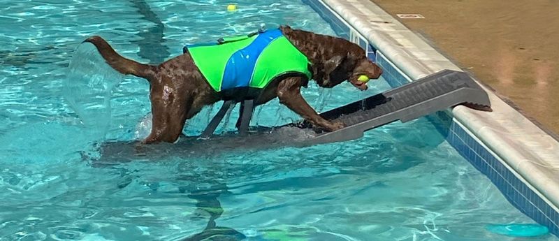 PetSafe Paw Ramp