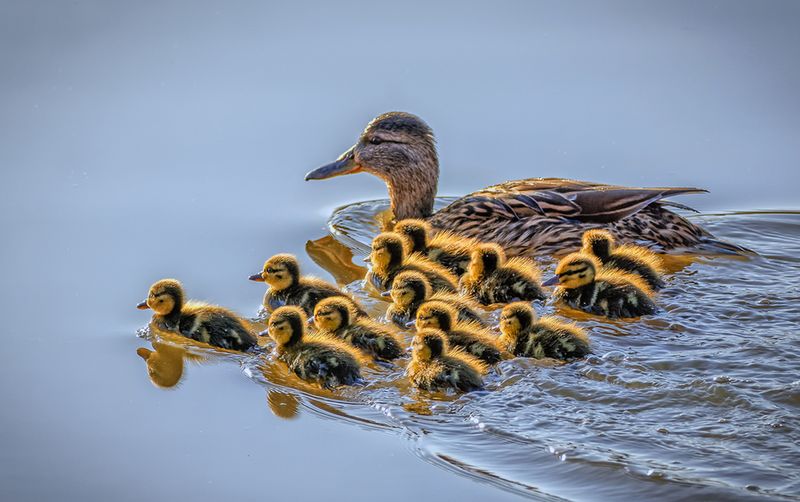Duck