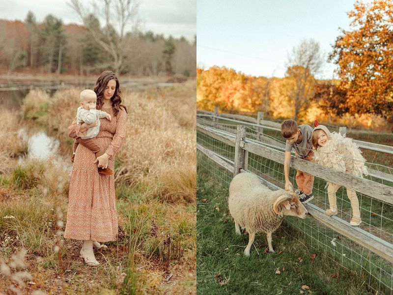 Sheep