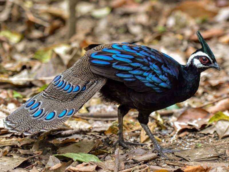 Palawan Peacock-Pheasant