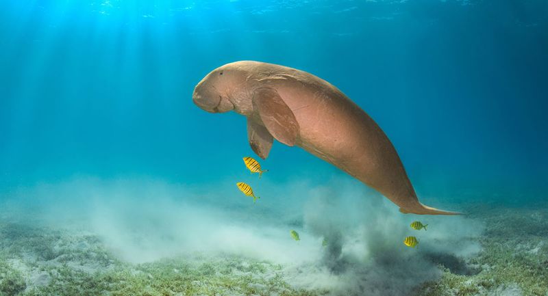 Dugong