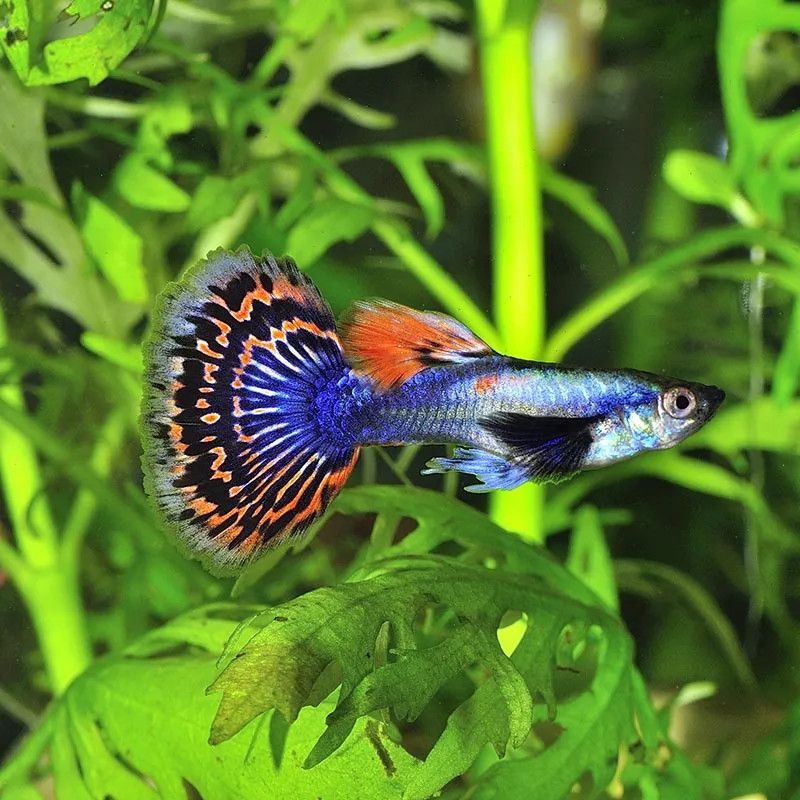 Dumbo Ear Guppy