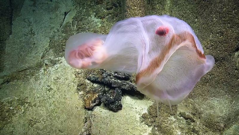 Deepstaria Enigmatica