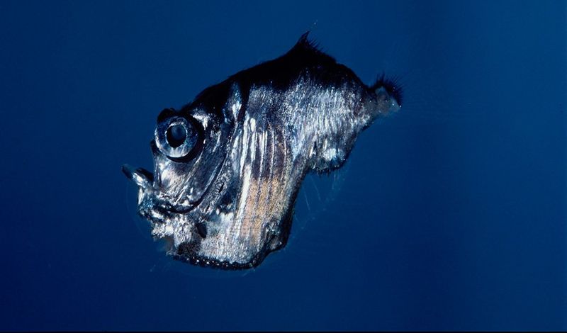 Deep-Sea Hatchetfish