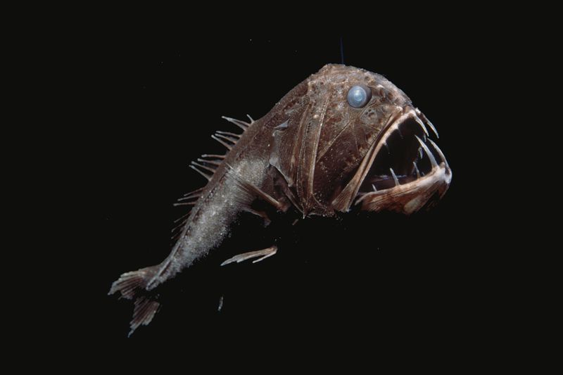 Fangtooth Fish