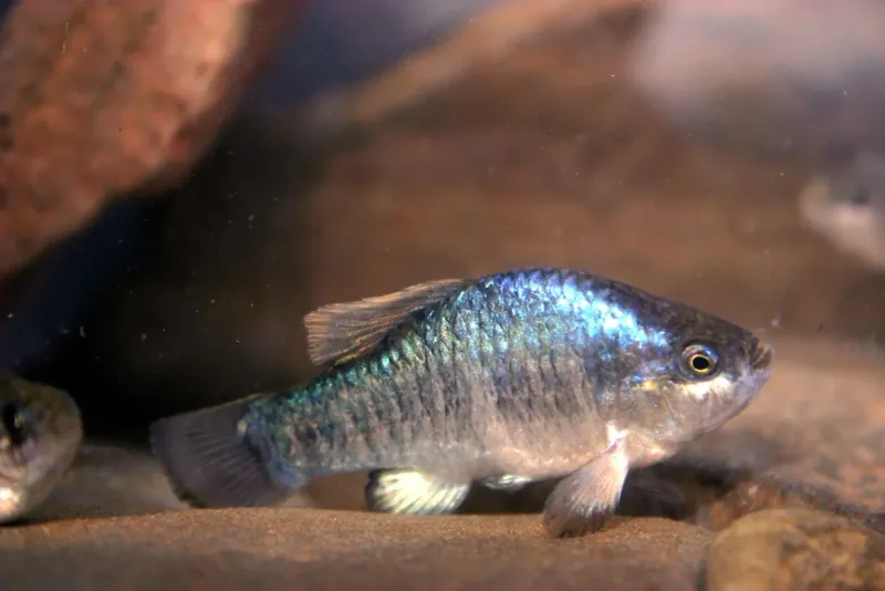 Tecopa Pupfish